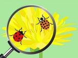 Replay ARTE Journal Junior - Pourquoi les coccinelles ont des points noirs ?