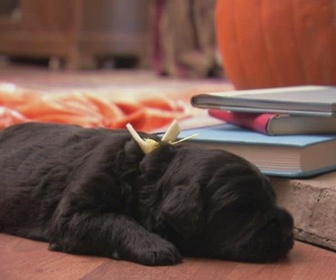 Replay Too cute (Trop mignon) - Terriers noirs russes Chiens croisés et Lévriers Whippet