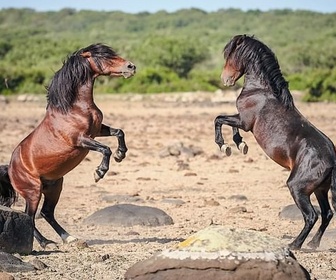 Replay Libres chevaux de Sardaigne - La harde sauvage