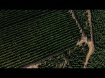 Replay Vérification des faits : l'accord UE-Mercosur permet-il l'entrée de café infesté de vers en Europe ?