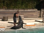 Replay Une saison au zoo - S12 E13