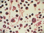 Replay L'actualité à travers le monde - La communauté scientifique face aux nouveaux variants
