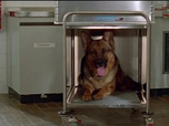 Replay Rex, chien flic - Les cobayes