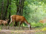 Replay Rosa Bonheur à Fontainebleau / Afrique du Sud / Pays de Galles - Invitation au voyage