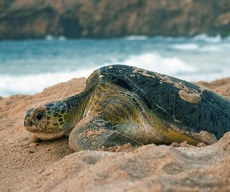 Replay Léopards et tortues marines - Oman sauvage