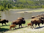 Replay Bisons, les doux géants du Montana - GEO Reportage