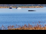 Replay Timmy, la baleine échouée en mer Baltique, sera soulevée par coussin d'air vendredi
