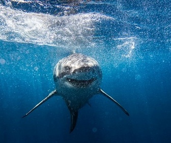 Replay 28 minutes - Requins : non, ce ne sont pas des animaux de compagnie
