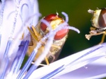 Replay Les insectes - Les vrais maîtres de la Terre