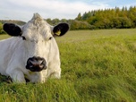 Replay Automne, le vent tourne - La vie cachée des animaux de la ferme