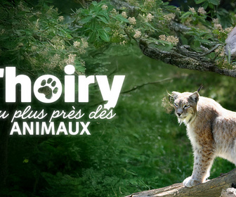 Replay Thoiry : au plus près des animaux