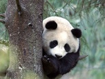Replay Le panda géant