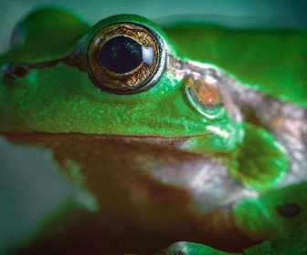 Replay Ils triomphèrent de leurs ennemis - Les étranges aventures des amphibiens