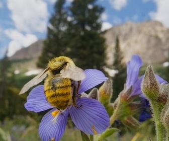Replay Indispensables petites bêtes - Les insectes, super-héros en minuscule