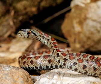 Replay Le Nord, méconnu et surprenant - La Grèce sauvage