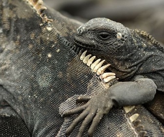 Replay Un paradis florissant - Les Galapagos