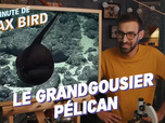 Replay La minute de Max Bird - Le Grandgousier Pélican