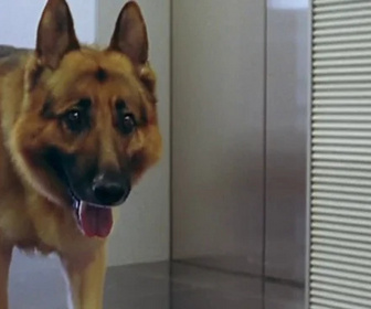 Replay Rex, chien flic - Vitamines mortelles