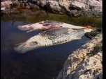 Replay Découverte du Monde - Animaux marins en danger