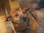 Replay Chiens et chats sans collier - Une seconde chance pour tous