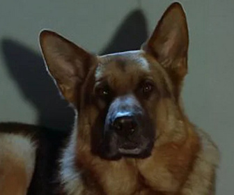 Replay Rex, chien flic - Le secret d'Anna