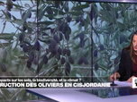 Replay Élément Terre, la quotidienne - Destructions des oliviers en Cisjordanie : quels impacts pour l'environnement