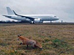 Replay Les animaux de l'aéroport