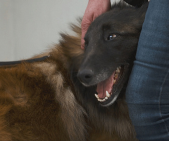 Replay Chiens et chats sans collier - Un refuge, deux maisons