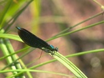 Replay ARTE Journal - Allemagne : pénurie de spécialistes des insectes