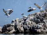Replay Terroirs d'Europe - Les châtaignes du lac de Shkodër au Monténégro