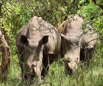 Replay ARTE Journal Junior - Dossier : le rhinocéros