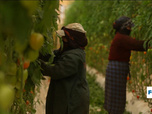 Replay Focus - Tomates marocaines : l'envers du décor dans les mégafermes d'Agadir