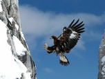 Replay L'envol - L'aigle royal, seigneur des Alpes (2/2)