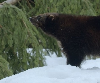 Replay Dialogues olfactifs - Sensations animales