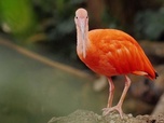 Replay Guyane française - Le paradis tropical des oiseaux