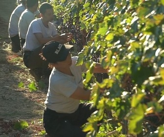 Replay 27 pays et autant de préoccupations - Le vin, le nouvel atout touristique de Chypre