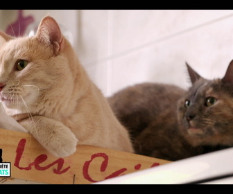 Replay La vie secrète des chats - S2E4 - Mon chat, mon enfant et moi...