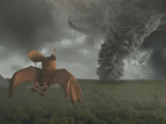 Replay Les as de la jungle à la rescousse - L'oeil du cyclone