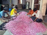 Replay L'Inde, l'autre pays du parfum - 360° Reportage