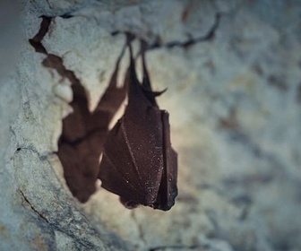 Replay Chauves-souris, les sentinelles de la forêt - Mondes sauvages