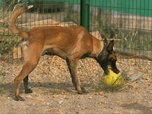 Replay Chiens et chats sans collier - À pattes égales
