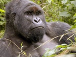 Replay Virunga, les gorilles en péril - GEO Reportage