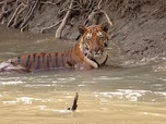 Replay Sundarbans, le dernier royaume du tigre