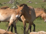 Replay Découverte - Quatre saisons dans les Cévennes