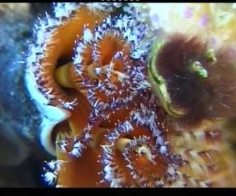 Replay Découverte du Monde - Aqaba, porte de la mer Rouge