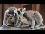 Replay Les animaux du zoo de Londres montent sur la balance pour la pesée annuelle