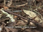 Replay Légion étrangère : un mois au cœur de l'enfer vert - Partie 2