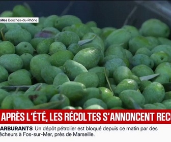 Replay BFM Première - Après de nombreuses vagues de chaleur, les producteurs d'olives entament une très bonne récolte