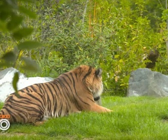 Replay Une saison au zoo - S13 E42