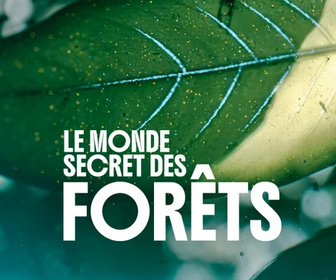 Replay Le monde secret des forêts